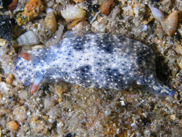 Hypselodoris saintvincentius